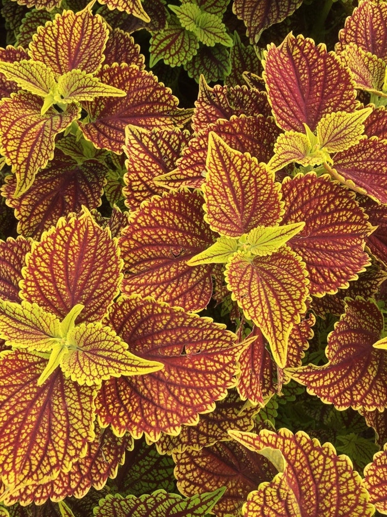 Coleus Live Starter Plant, 4-6" Vibrant Bronze Foliage, Unique Leaf Patterns, Coleus Coleosaurus, Great for Indoor & Outdoor Garden