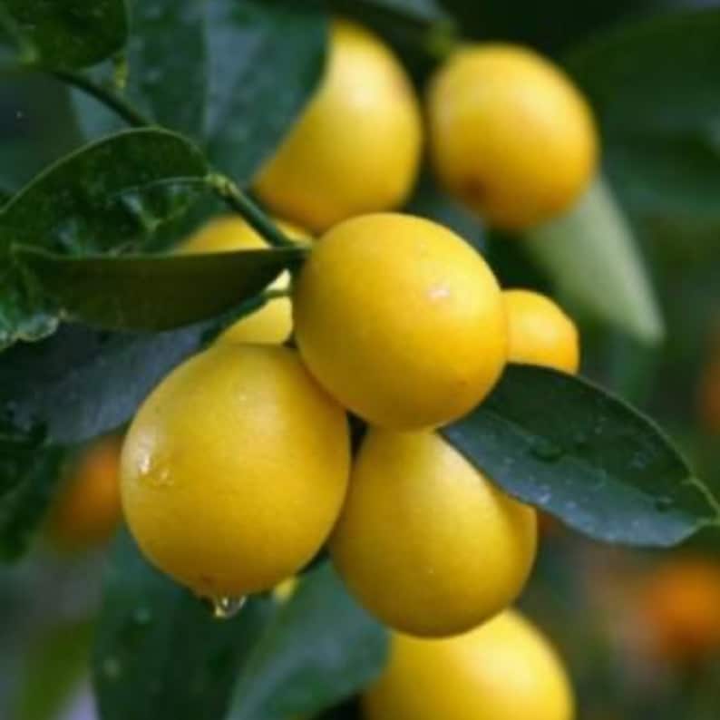 Dwarf Limequat Tree 2ft with Flowers - Lakeland Limequat (Citrus x Lakeland) - Perfect Container Citrus Plant for Home Garden