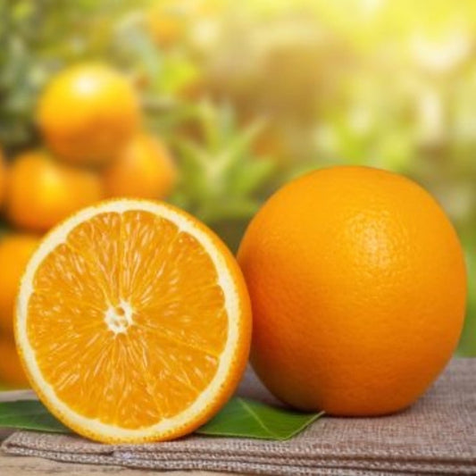 Vernia Sweet Orange Grafted Tree - 3ft to 4ft Tall - Citrus Sinensis