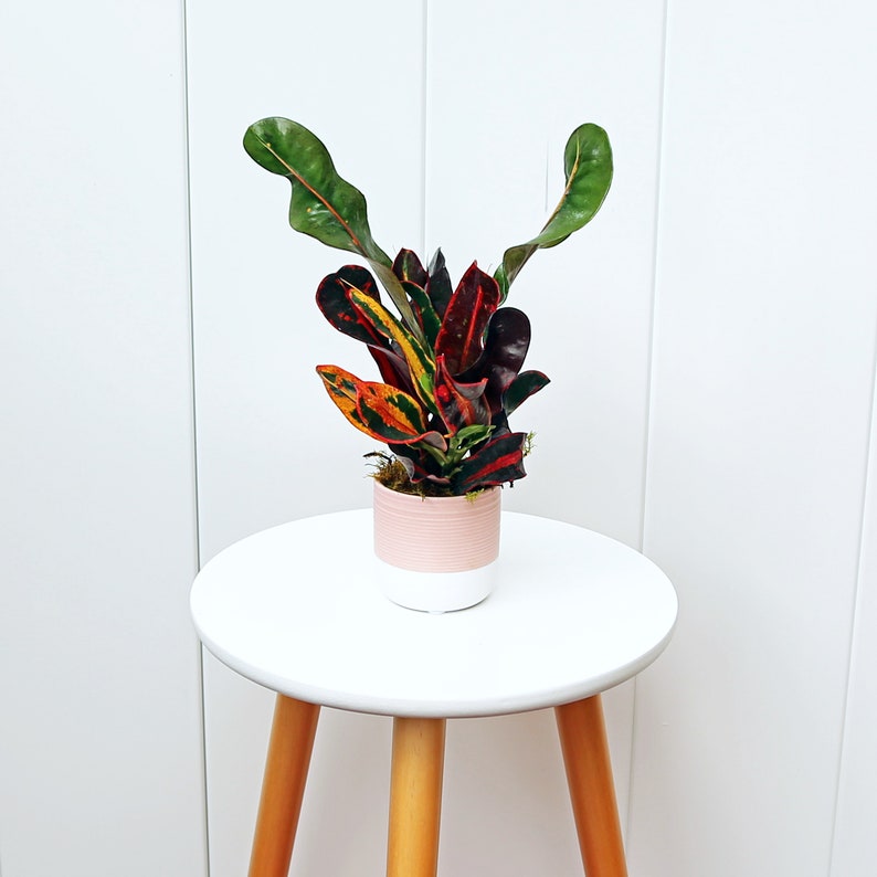 Live Potted Croton Mammy, Variegated Tropical Plant, Codiaeum Variegatum “Mammy”, Small Indoor Office Plant Gift