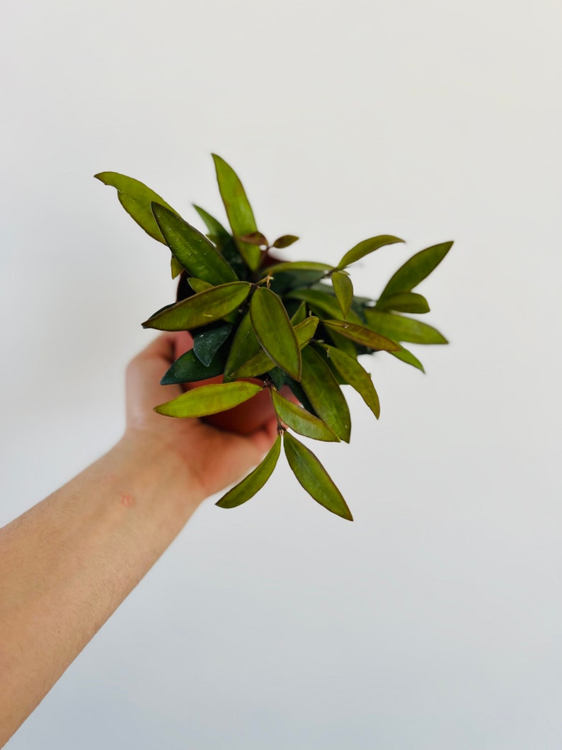 Hoya Rosita Houseplant in 4" Pot - Rare Sunstressed Tropical Plant with Green Foliage and Dark Edges - Hoya spp.