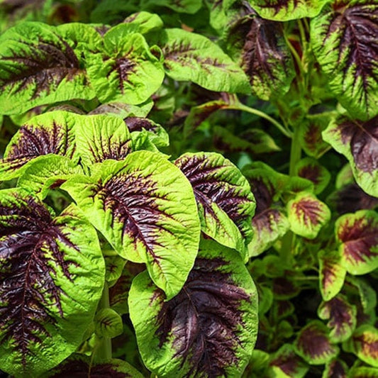 Amaranth Seeds 20 Pack - Chinese Multicolor Spinach, Edible Ornamental Plant, Amaranthus Tricolor, Colorful Garden Greenery