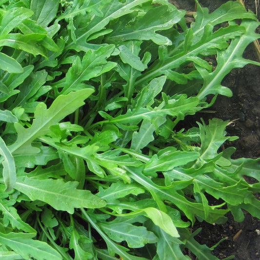 Arugula Seeds - 20 Pack Wild Rocket, Spicy Edible Greens, Easy to Grow, Organic Non-GMO, Heirloom Vegetable, Home Garden