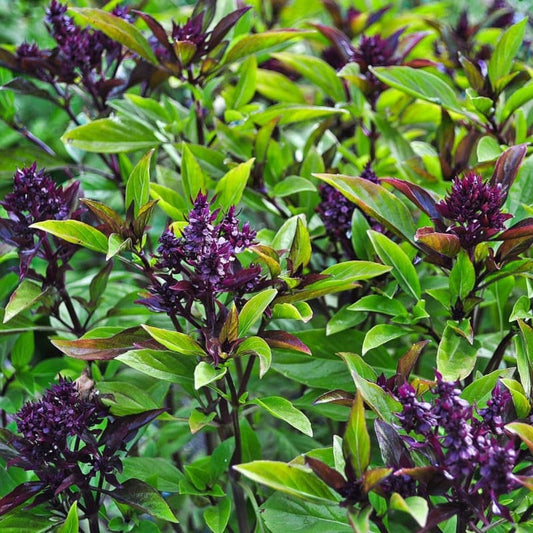 Basil Seeds Packet - Siam Queen Thai Variety - Easy to Grow Edible Herb - Ocimum basilicum - 20 High-Quality Seeds for Gardening