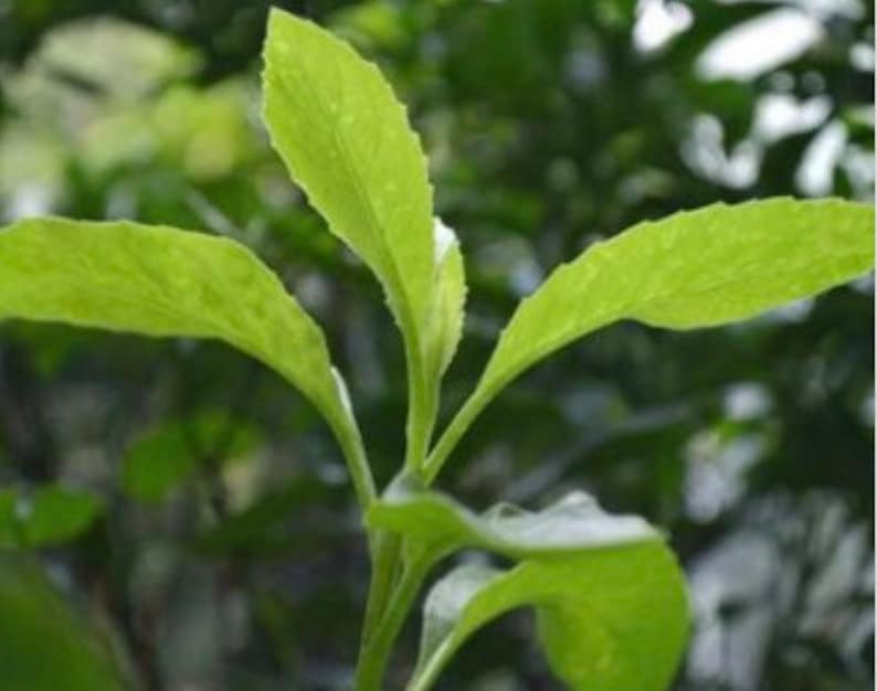 Longevity Spinach Starter Plants - Easy to Grow Vegetable - Gynura Crepidioides