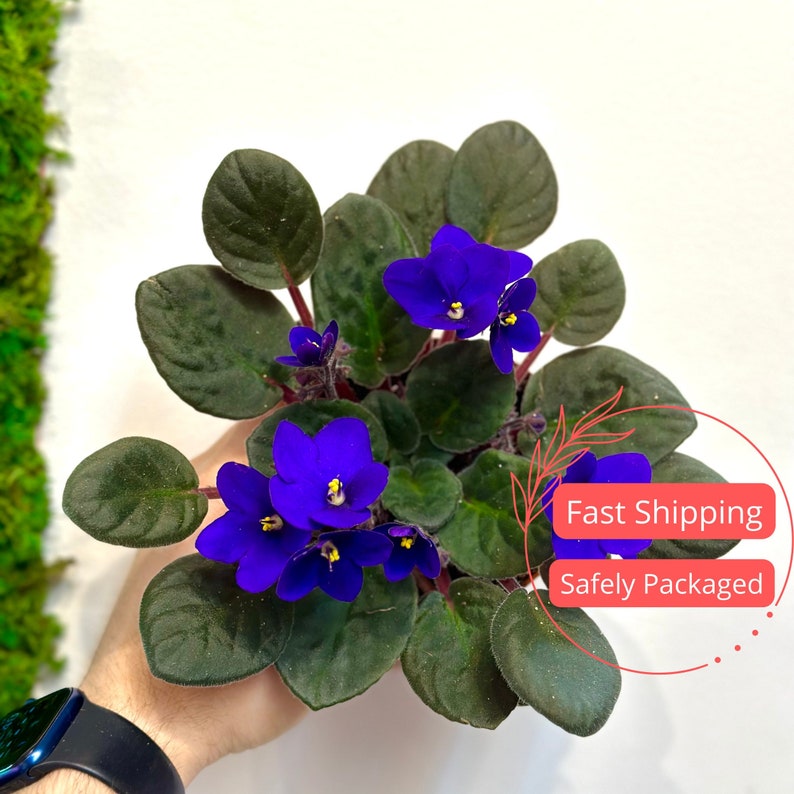 Live African Violet Plant in 3" Pot | Flowering House Plant | Tropical Indoor Plant | Saintpaulia