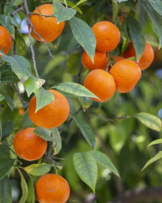 Vernia Sweet Orange Tree 3ft Grafted Citrus Berna Juicy Fruit Evergreen for Juicing & Culinary Uses