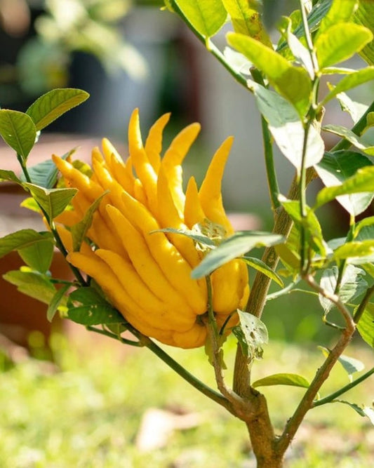 Buddha's Hand Citron Tree - Grafted 2ft Dwarf Citrus Medica var. sarcodactylis - Healthy, Aromatic & Edible Fingered Citron Plant