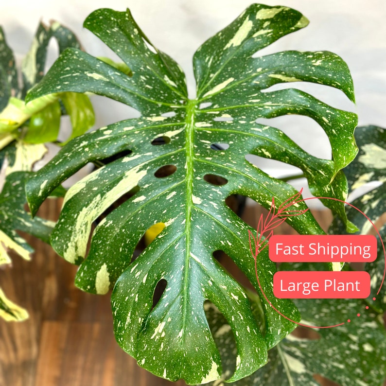 Monstera Thai Constellation Starter Plant | Large Variegated Rare Plant | Fully Rooted Monstera | Monstera deliciosa