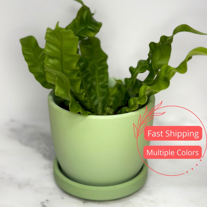 Glazed Egg Shaped Ceramic Plant Pot with Drainage & Saucer | 4 Inch Indoor Planter for Houseplants | Perfect Flower Pot