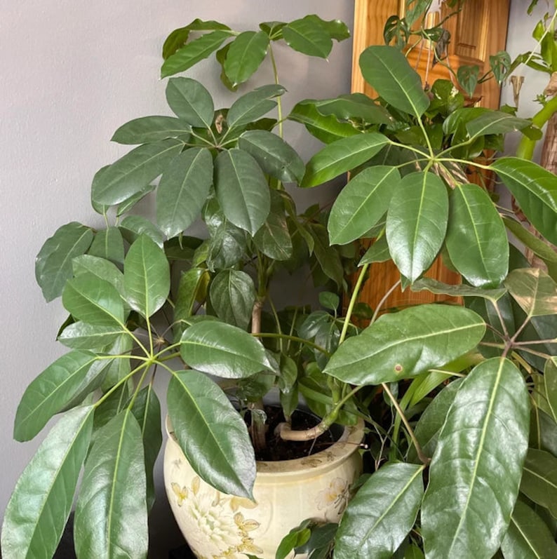 Schefflera Amate Umbrella Tree Plant | Indoor/Outdoor Accent | Glossy Green Leaves | Easy Care Houseplant