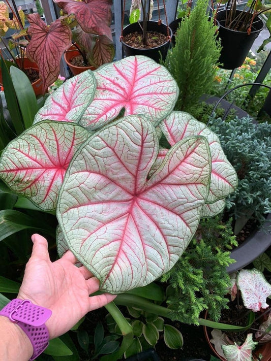 Caladium Bulbs (2 Pack) - Summer Breeze - Elegant White Leaves with Pink-Red Veins - Caladium bicolor - Blue Buddha Farm