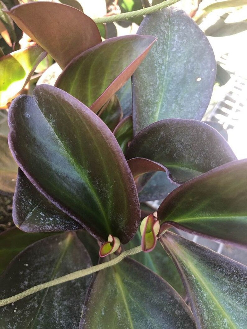 Red Edge Peperomia Live Plant - Peperomia clusiifolia - Outdoor Grown - Minor Blemishes - Ideal for Home Decor