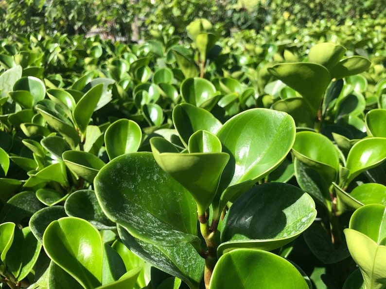 Live Baby Rubber Plant - Peperomia obtusifolia - Indoor Houseplant - Hardy Green Foliage - Outdoor Grown, Minor Blemishes