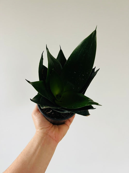 Black Jade Sansevieria Plant - 4" Pot - Rare Hybrid Snake Plant - Easy Care Black Houseplant - Sansevieria trifasciata