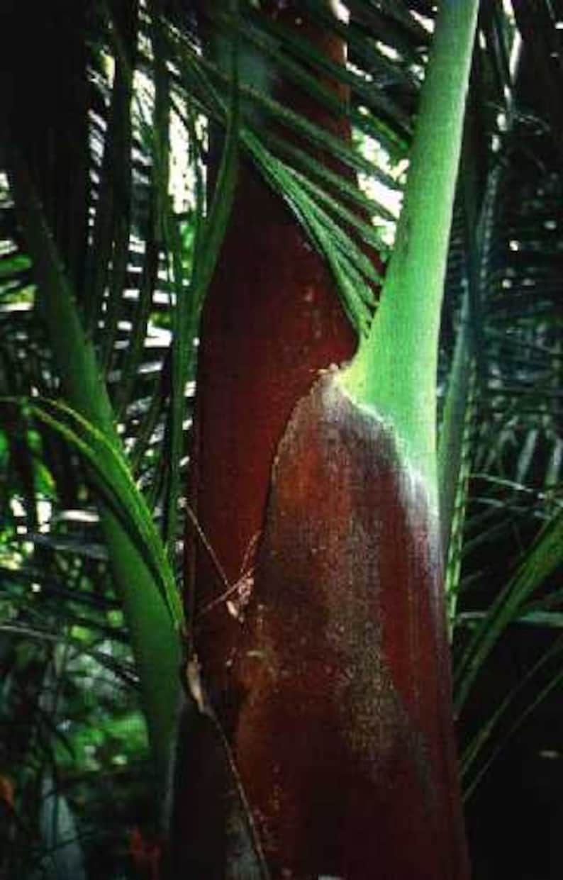 Teddy Bear Palm - Live Plant - Dypsis leptocheilos - Outdoor Grown - Minor Blemishes - Ideal for Indoor/Outdoor Décor