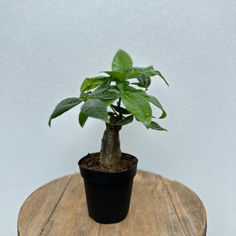 Live Money Tree Plant in 4 Inch Pot, Pachira Aquatica, Good Luck Houseplant, Indoor Decor, Feng Shui Gift, Green Leaves