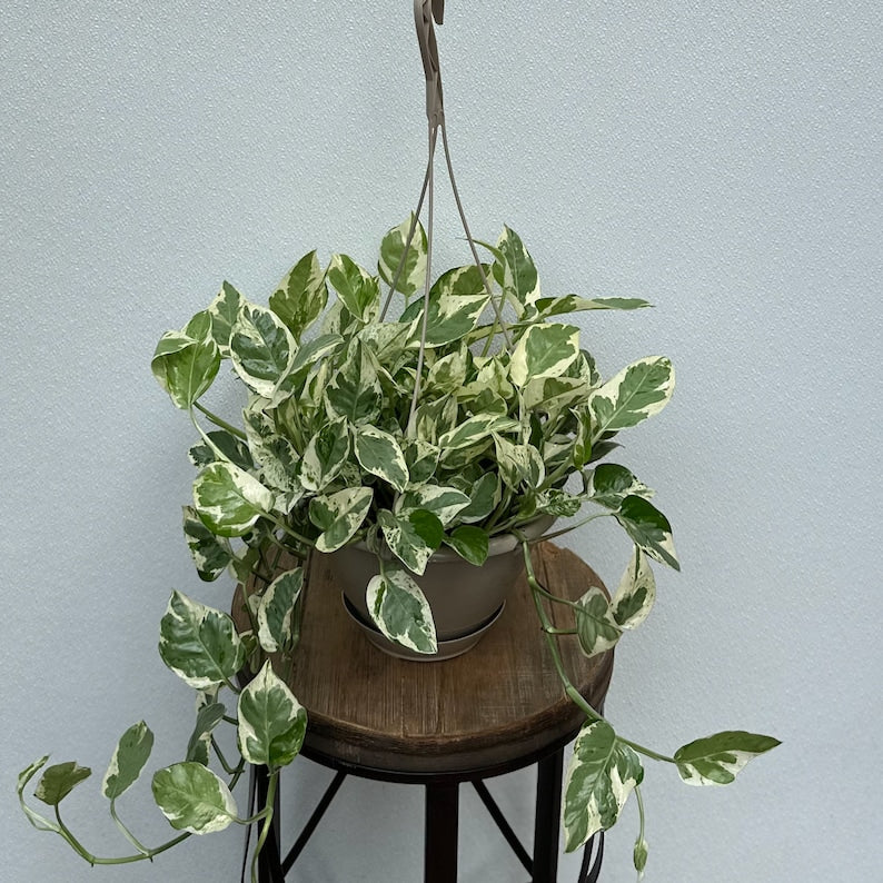 LIVE 8 Inch Hanging Basket Pearls 'n Jade Pothos, Variegated Vine Houseplant, Epipremnum Aureum, Indoor Decor Plant