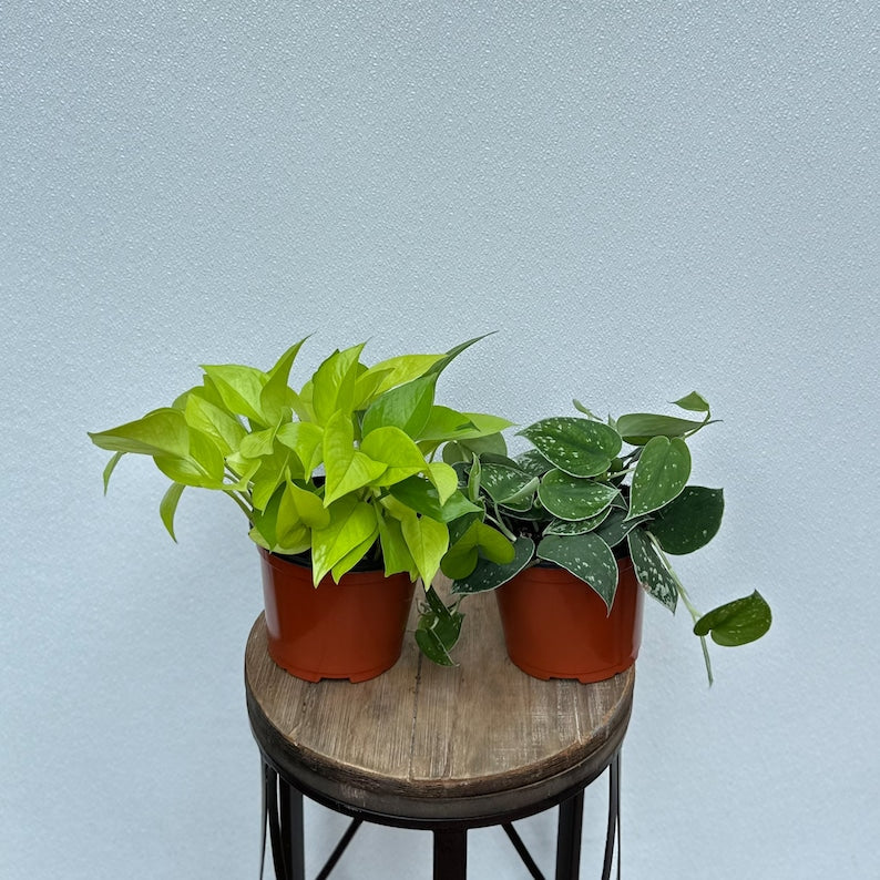 LIVE Neon Pothos & Scindapsus Silvery Ann Combo 6 Inch Pots - Trailing Houseplants for Home Decor, Gifts, Indoor Gardening