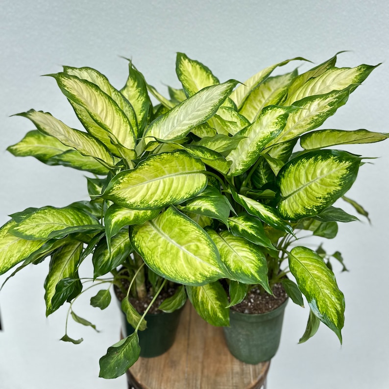 Dieffenbachia Plant Set | 6" Potted Evergreen Houseplants | Healthy Indoor Decor | Dieffenbachia spp.