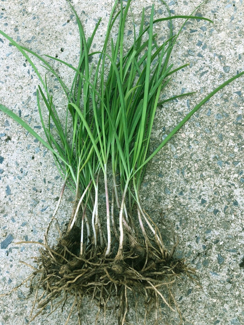 Garlic Chive Plants - 20 Bare Roots & 4" Pot - Chinese Garlic Chives (????) - Organic Herbs for Easy Gardening