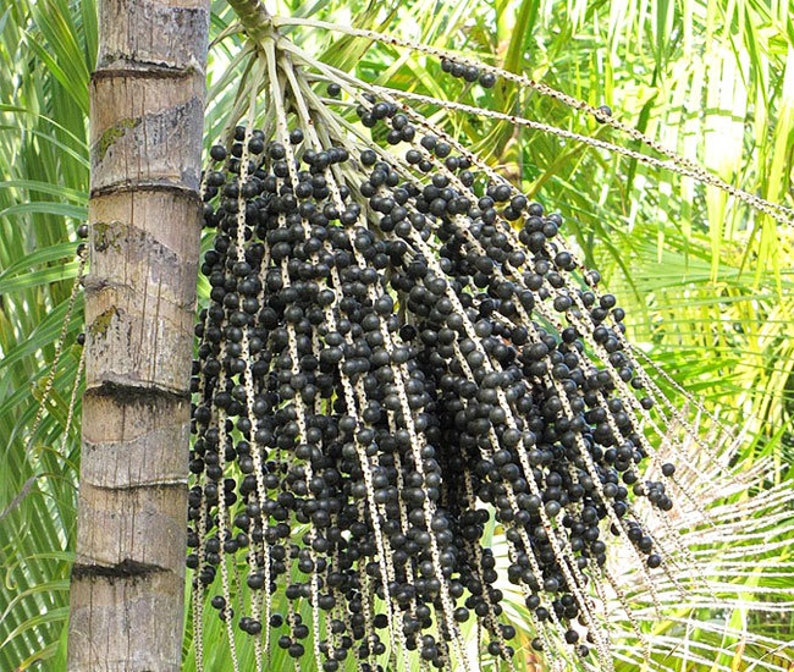 Assai Palm Live Plant - Euterpe oleracea - Outdoor Grown, Minor Blemishes - Ideal for Tropical Gardens