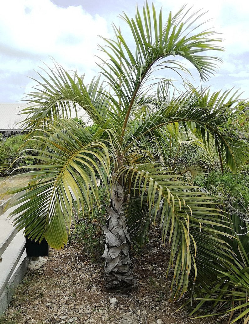 Mascarena Palm Live Plant - Hyophorbe verschaffeltii - Spindle Palm - Outdoor Grown - Minor Blemishes Expected