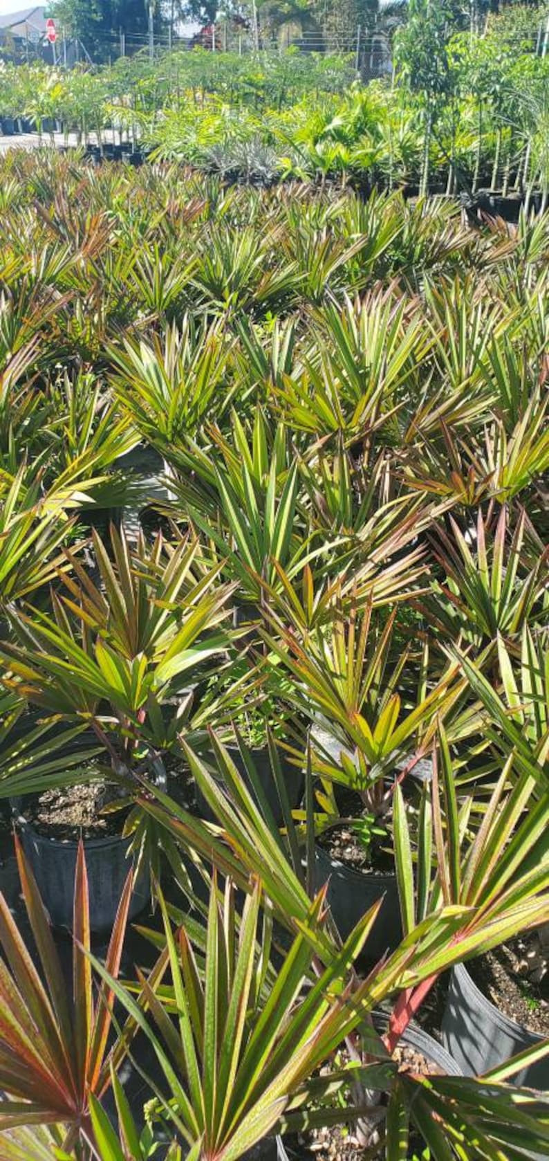 Red Latan Palm Plant - Live Latania Lontaroides - Outdoor Grown - Minor Blemishes - Ideal for Tropical Gardens