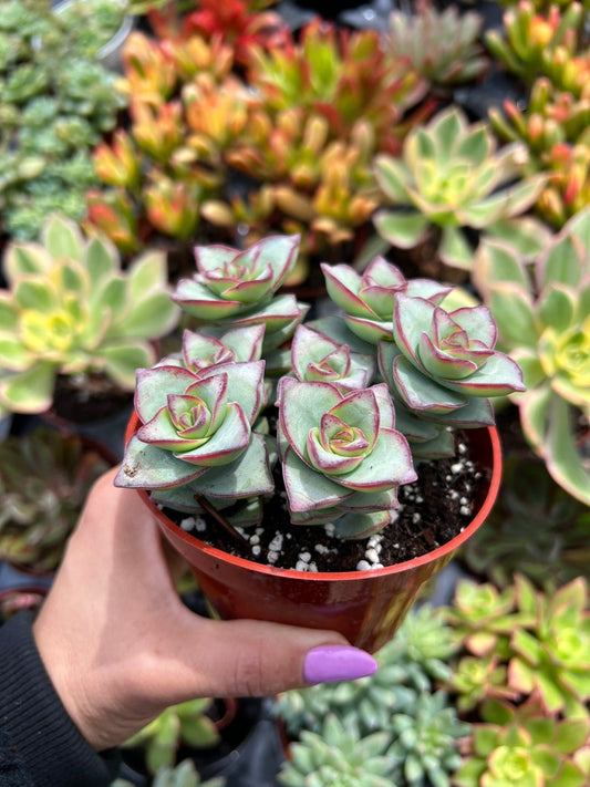 4" Crassula String of Buttons Succulent Plant, Live Indoor Garden Plant, Easy Care Houseplant, Crassula perfoliata var. falcata