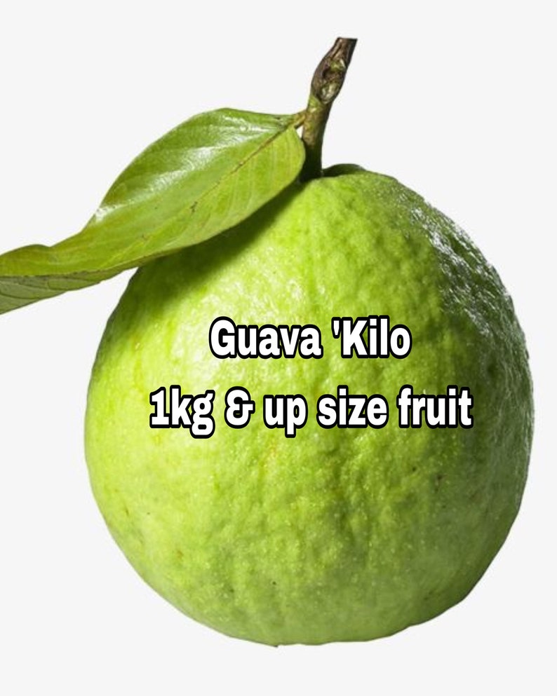 Kilo Guava Tree 3ft Air Layered - Psidium guajava - Tropical Fruit Plant - No Shipping to CA