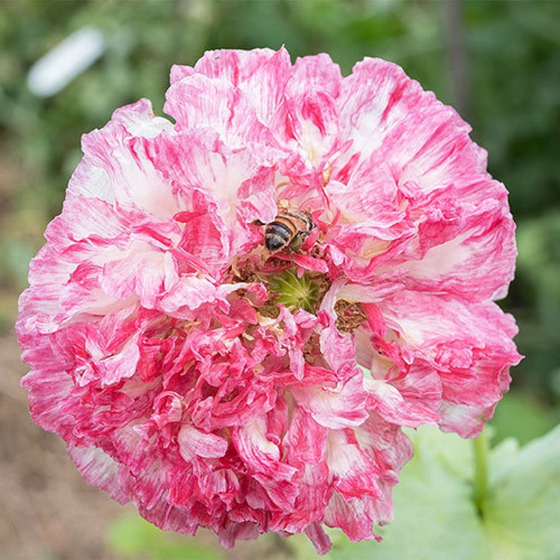 Flemish Antique Poppy Seeds, 25 Pack, Vibrant Rose & Creamy White Blooms, Papaver Rhoeas, Ideal for Garden & Cut Flowers