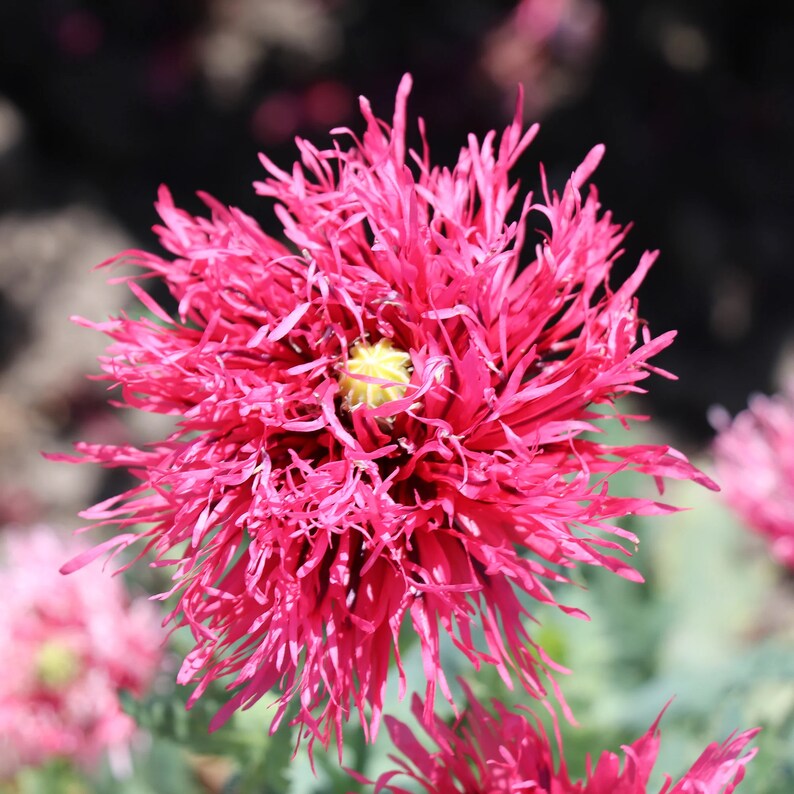Poppy Seeds - 25 Pack - Pink Feathers Variety - Papaver Rhoeas - Rare Annual Flower for Garden, Indoor & Outdoor Decor