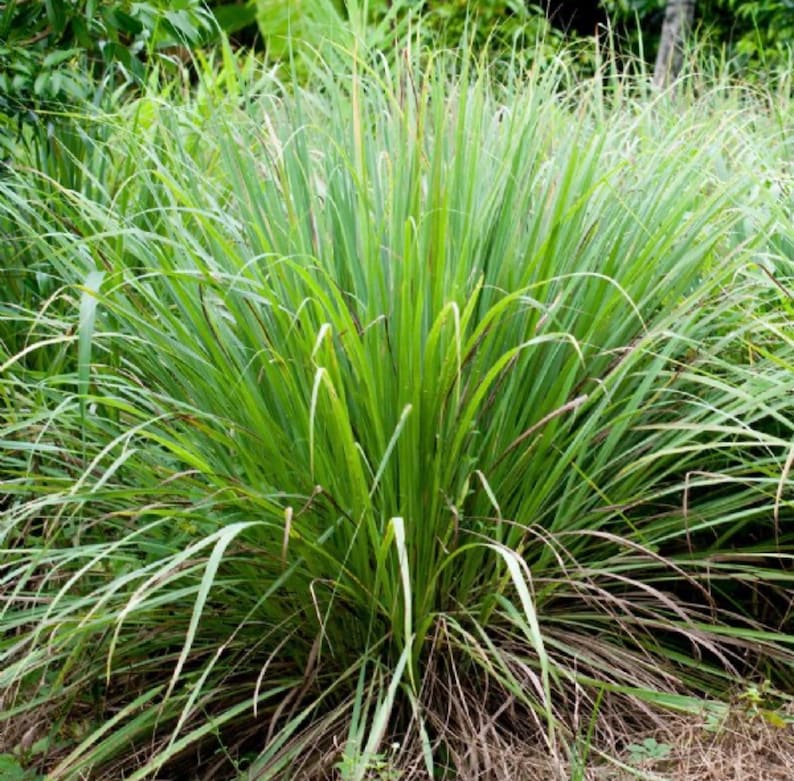Organic Lemon Grass Starter Plants - Non-GMO, Pesticide-Free, Edible Herb - Cymbopogon citratus (6-12 inches tall)