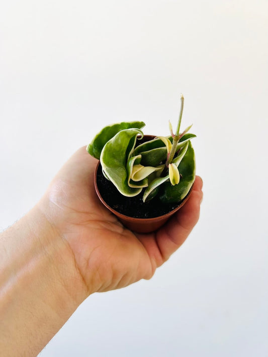 Variegated Hoya Compacta Starter Plant - Tri-Color Hindu Rope - Live Houseplant in 2” Pot - Hoya carnosa 'Compacta'