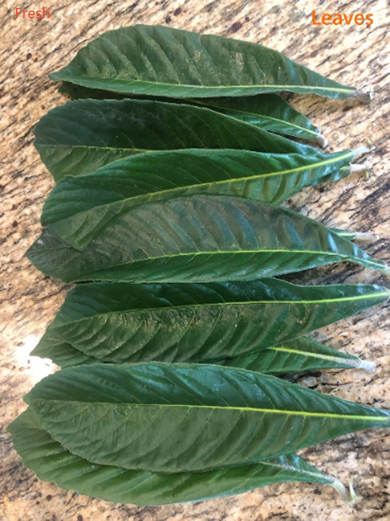 Organic Loquat Leaves Tea - Fresh or Dried Herbal Remedy - Eriobotrya japonica - Chemical-Free Homegrown Leaves
