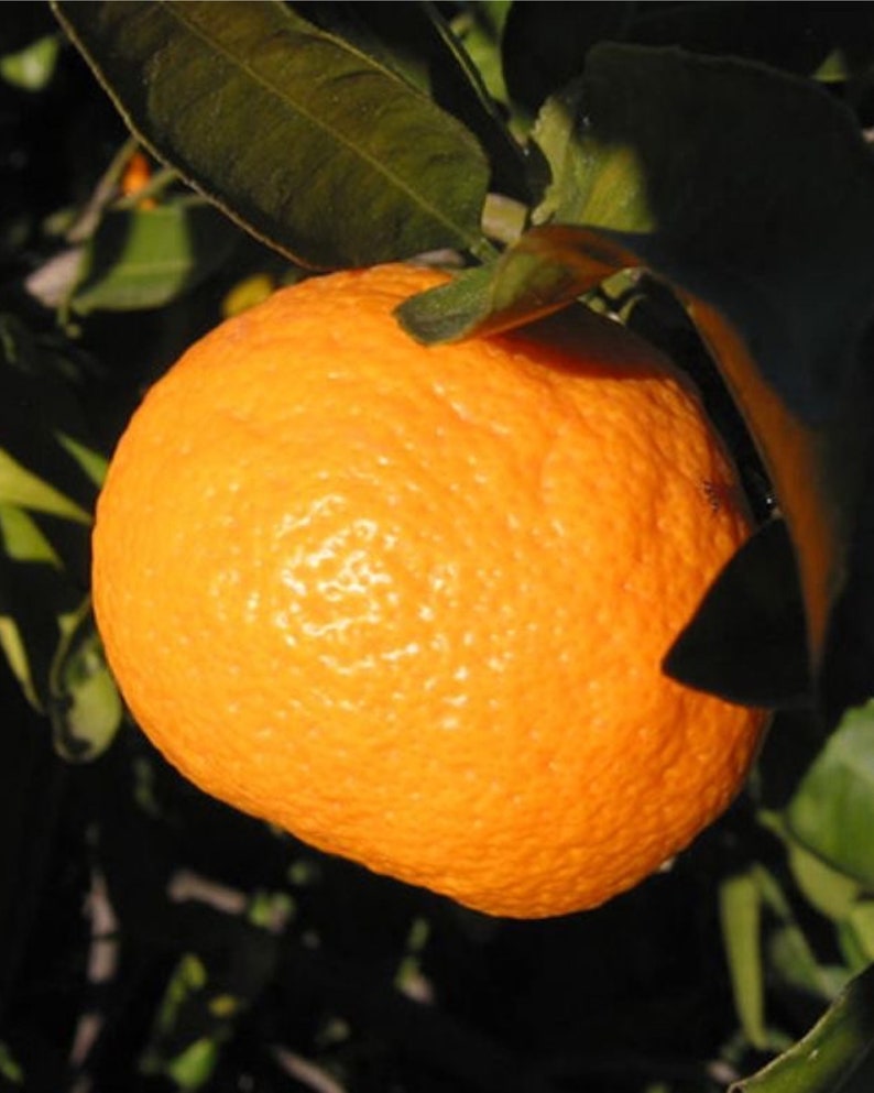 Grafted King Orange Tree 3ft - Citrus × sinensis - Sweet Big Orange Variety - No Shipping CA