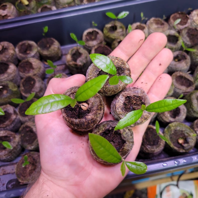 Set of 4 Miracle Berry Seedlings - Synsepalum dulcificum - Tropical Fruit Plants for Flavor Changing Berries