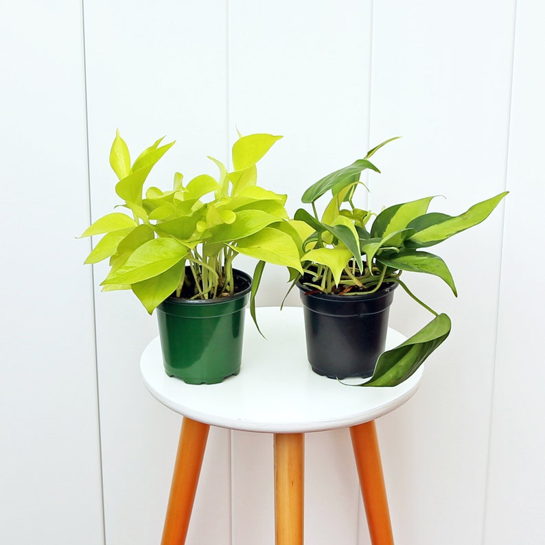 LIVE 4” Neon Pothos & Brazilian Philodendron Combo, Epipremnum Aureum Neon & Philodendron Scandens Brazil, Indoor Houseplant Set