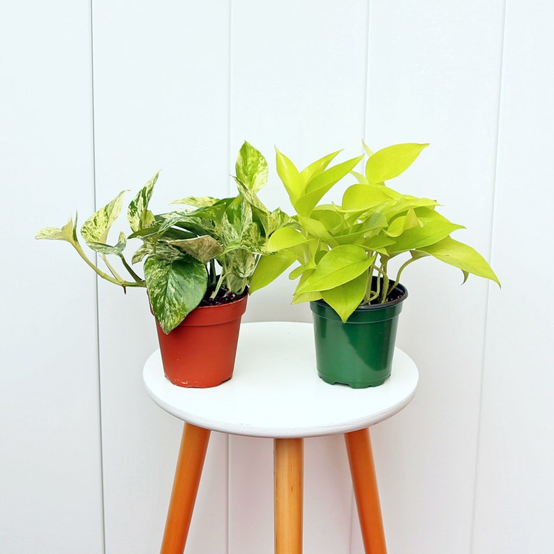 Neon Pothos & Marble Queen Pothos Combo 4" Pots - Indoor Plants, Air Purifying, Epipremnum Aurem Neon & Aureum for Home Decor