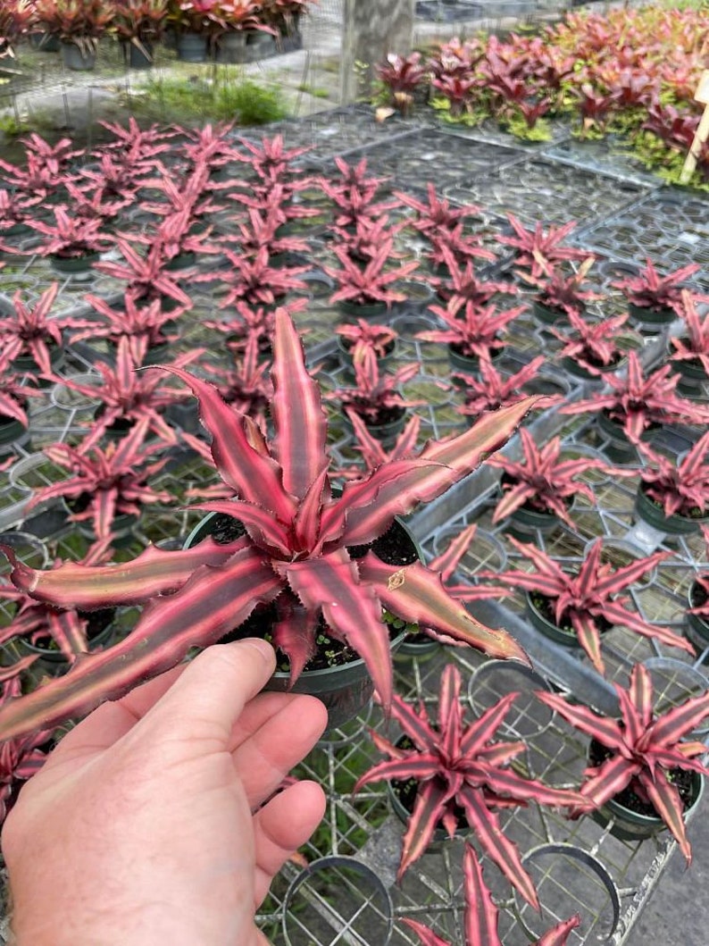 Bromeliad Plant - Cryptanthus Earth Star - Live Indoor Outdoor Plant - Tropical Houseplant, Unique Foliage