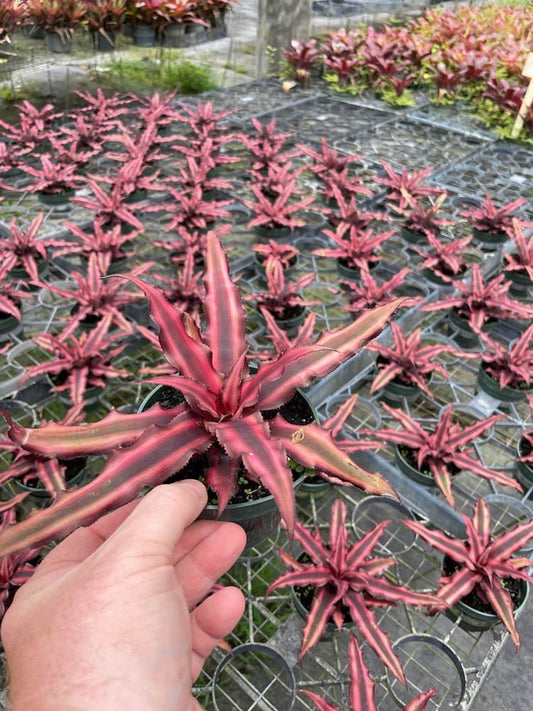 Bromeliad Plant - Cryptanthus Earth Star - Live Indoor Outdoor Plant - Tropical Houseplant, Unique Foliage
