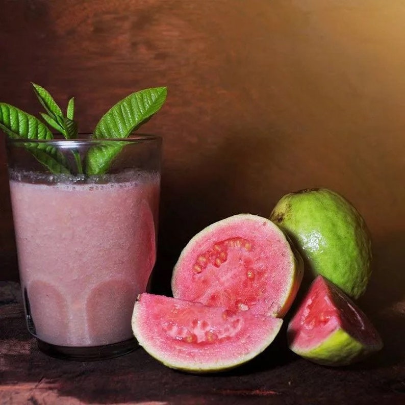 Ruby Supreme Guava Plant - 3 Gallon - Tropical Fruit - Psidium guajava - Easy to Grow, Sweet Pink Flesh, Free Shipping