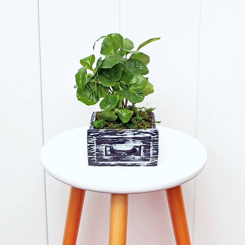 LIVE 4” Coffee Plant in Ceramic Drawer Pot, Arabica (Coffea Arabica), Fragrant Houseplant, Home Gardening Gift, Indoor Plant