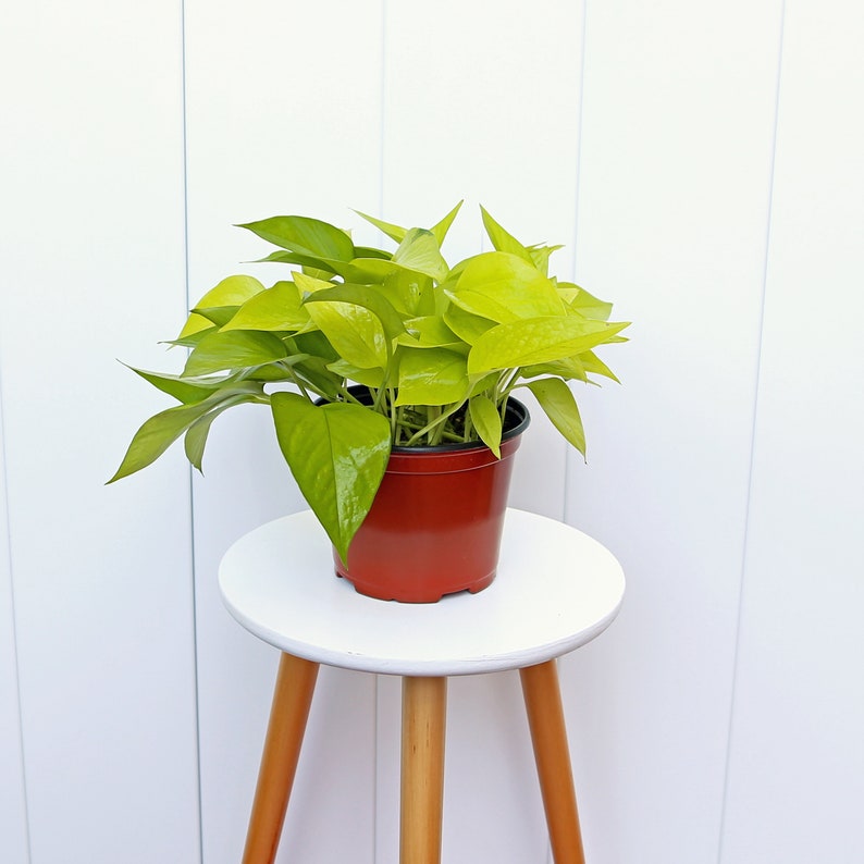 Live Neon Pothos Plant in 6” Pot, Trailing Houseplant for Indoor Decor, Gift for Mom - Epipremnum Aureum Neon