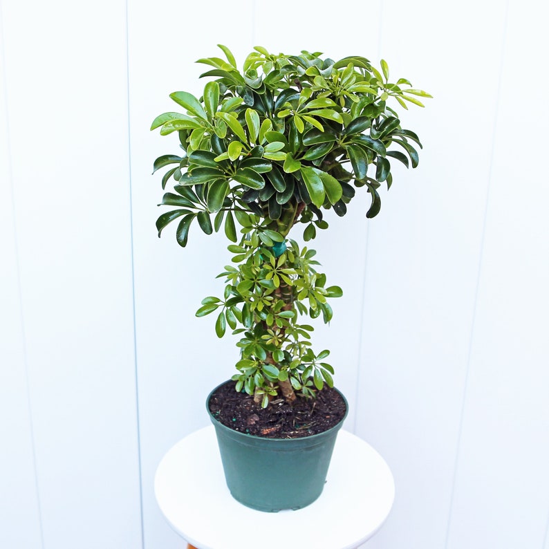 LIVE Arboricola Hawaiian Plant 6" Pot - Braided Schefflera, Dwarf Umbrella Tree, Indoor House Plant, Schefflera arboricola