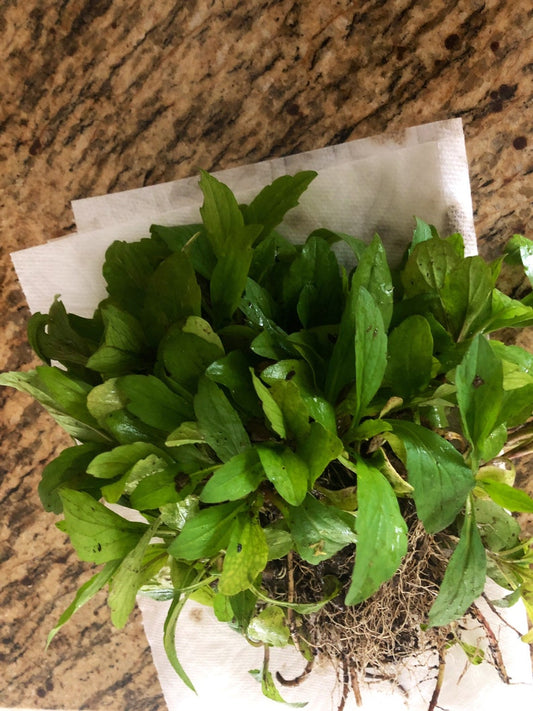 20 Bare Root Kalimeris Indica Plants - Indian Aster - Organic Herbaceous Perennial - Edible Leaves - Asteraceae Family