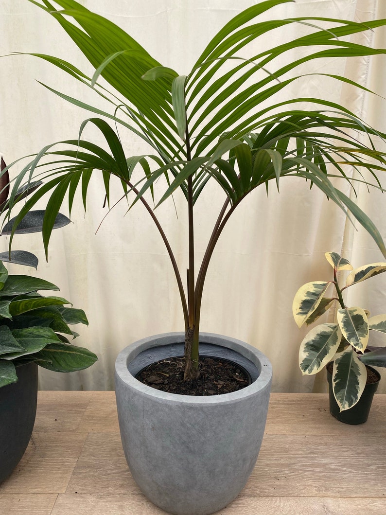 Kentia Palm Plant - 6 Inch Pot, Howea Belmoreana, Tropical Indoor Air Purifier, Exotic Houseplant, Easy Care Palm Tree