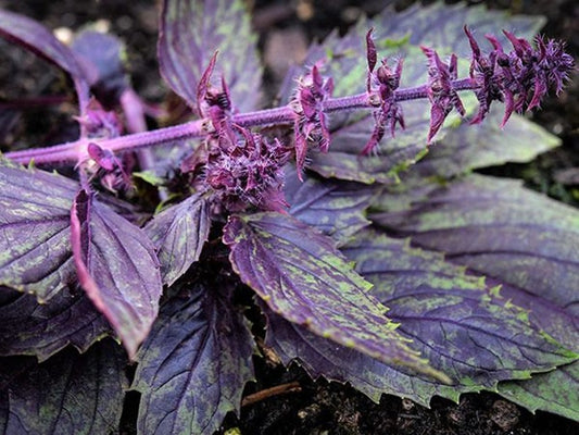 Basil Seeds - Persian Variety, 20 Count, Easy to Grow Edible Herb, Aromatic Culinary Plant, Perfect for Garden & Farm