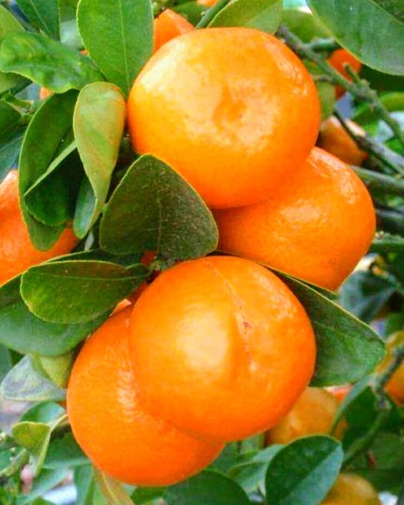 Sour Orange Tree Grafted 3 Feet Tall - Citrus aurantium - Ideal for Gardens and Containers