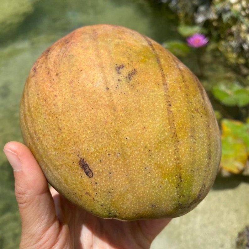 Julie Mango Tree - Grafted 2ft - Mature Healthy Plant - Mangifera indica - No Shipping CA